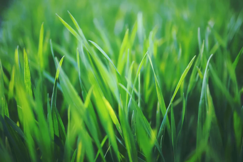 neighborscape-lawn-scaled